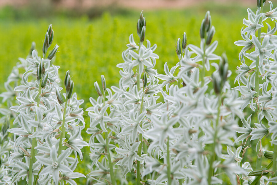 Ornithogalum (Star of Bethlehem)